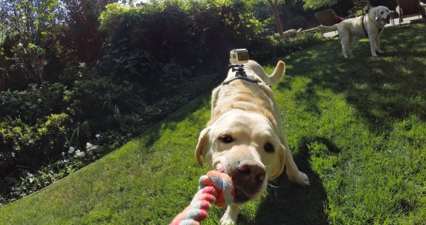 GoPro Fetch mount GoPro Ace review