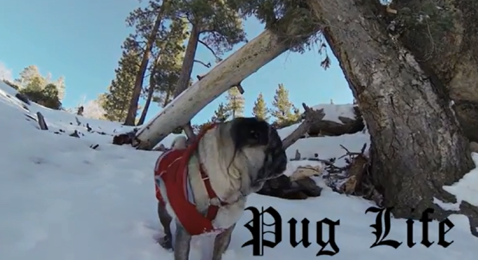 GoPro Ace News Pug Life